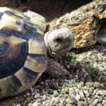 Tortoise sitter Maidstone