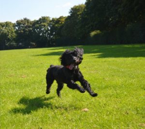 Dog day care in maidstone